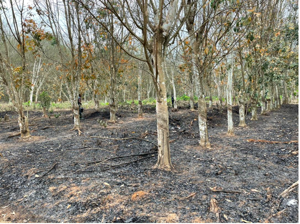 10 Okomu Oil workers killed in last five years, MD says; speaks on illegal logging