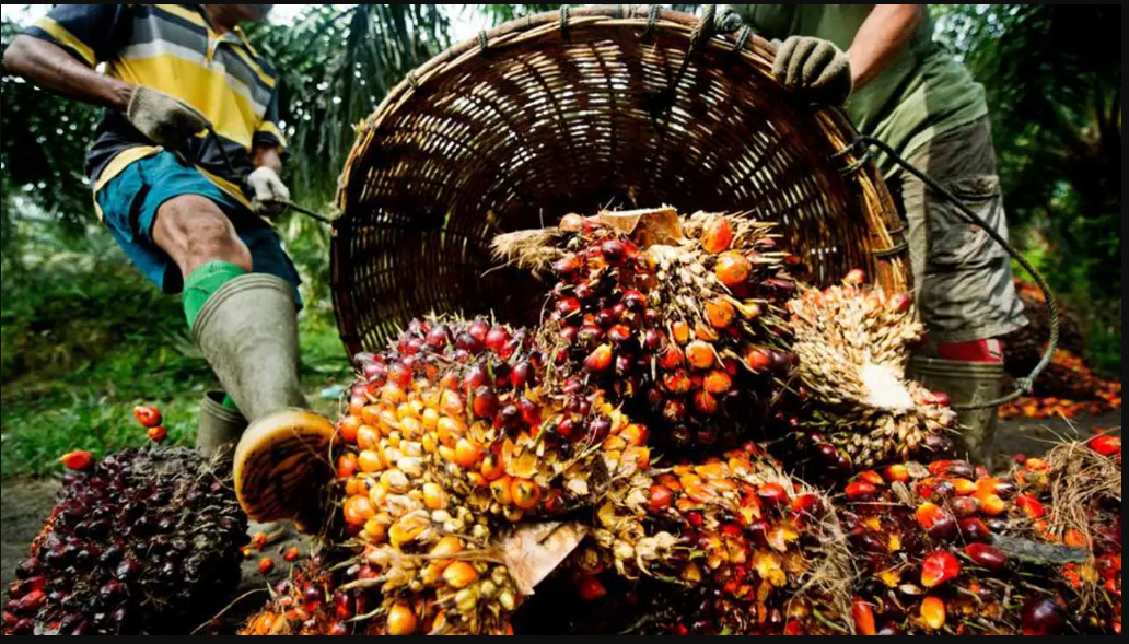 Reviving oil palm as major foreign exchange earner